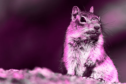 Dirty Nosed Squirrel Atop Rock (Pink Tone Photo)