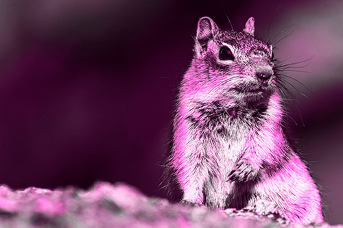 Dirty Nosed Squirrel Atop Rock (Pink Tone)