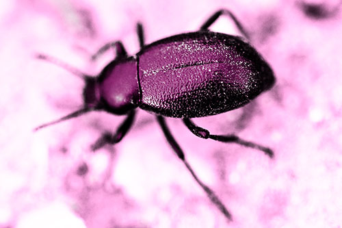 Dirty Shelled Beetle Among Dirt (Pink Tone Photo)