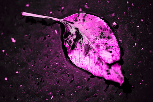 Distressed Rotting Leaf Face Among Wet Pavement (Pink Tone)