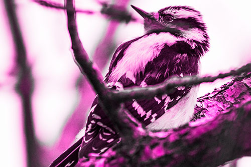 Downy Woodpecker Twists Head Backwards Atop Branch (Pink Tone Photo)