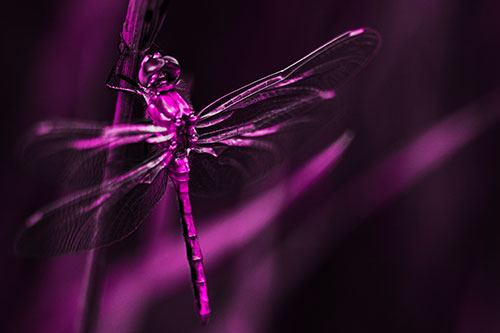 Dragonfly Grabs Ahold Grass Blade (Pink Tone Photo)