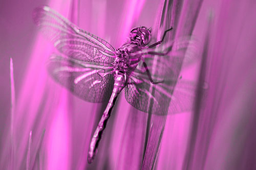 Dragonfly Grabs Grass Blade Batch (Pink Tone Photo)