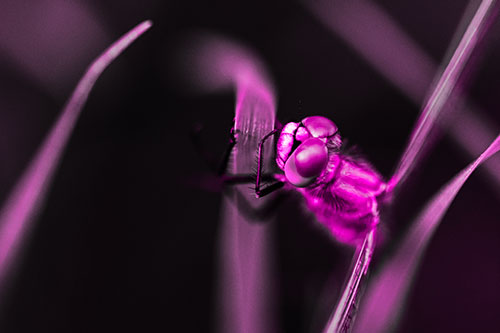 Dragonfly Hugging Grass Blade Tightly (Pink Tone Photo)