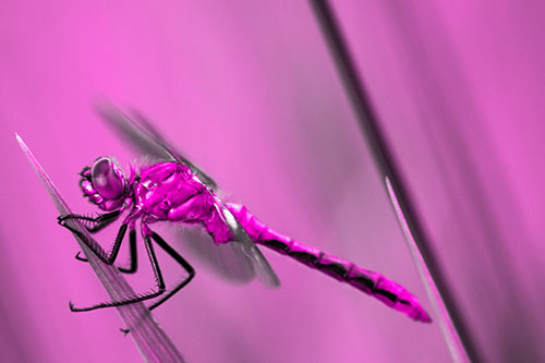 Dragonfly Perched Atop Sloping Grass Blade (Pink Tone Photo)