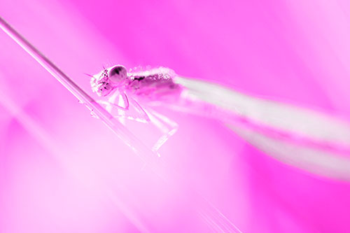 Dragonfly Rides Grass Blade Among Sunlight (Pink Tone Photo)