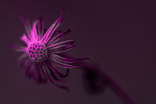 Dried Curling Snowflake Aster Among Darkness (Pink Tone Photo)