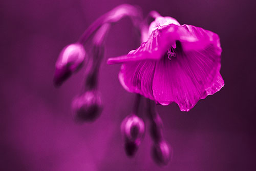 Droopy Flax Flower During Rainstorm (Pink Tone Photo)