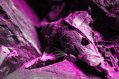 Dry Frowning Leaf Face Resting Between Rocks (Pink Tone)