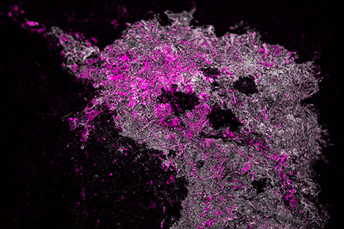 Dry Smirking Moss Face Among Damp Rock Surface (Pink Tone)