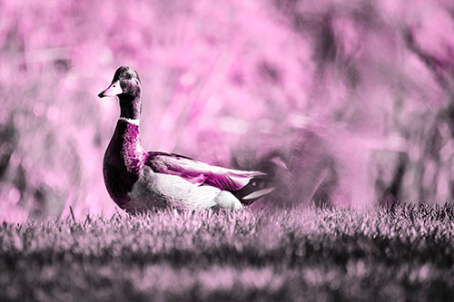 Duck On The Grassy Horizon (Pink Tone Photo)