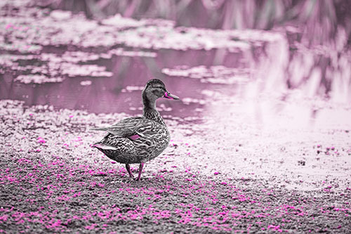 Duck Walking Through Algae For A Lake Swim (Pink Tone Photo)