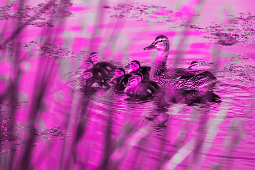 Ducklings Surround Mother Mallard (Pink Tone Photo)