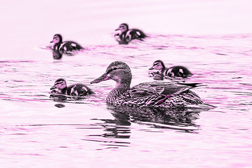 Ducklings Swim Along Mother Mallard Duck (Pink Tone Photo)