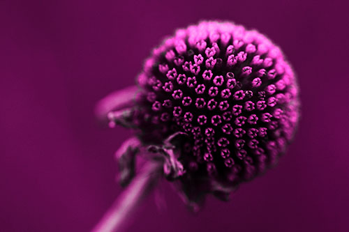 Dying Globosa Billy Button Craspedia Flower (Pink Tone Photo)