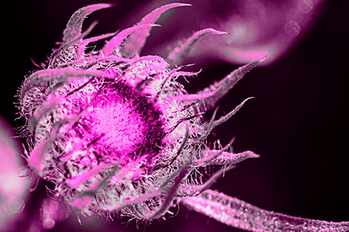 Dying Sunflower Curling Up (Pink Tone Photo)