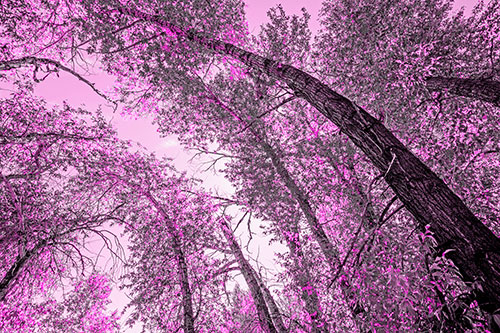 Early Autumn Trees Curving Among Sunlight (Pink Tone)