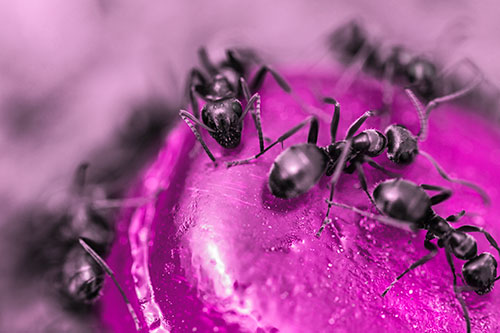 Excited Carpenter Ants Feasting Among Sugary Food Source (Pink Tone Photo)