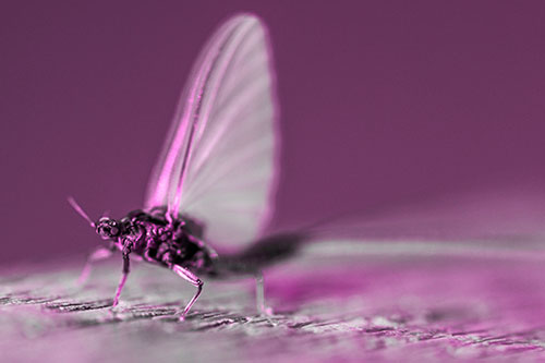 Excited Open Mouthed Mayfly Watches Sunrise (Pink Tone)