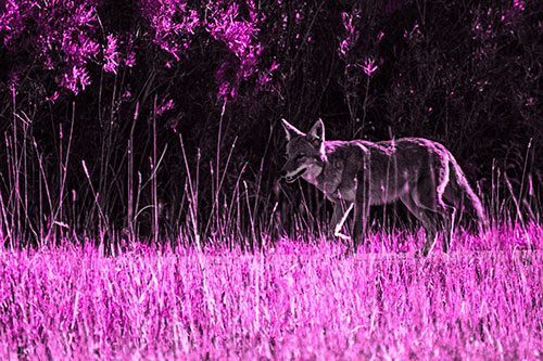 Exhausted Coyote Strolling Along Sidewalk (Pink Tone Photo)