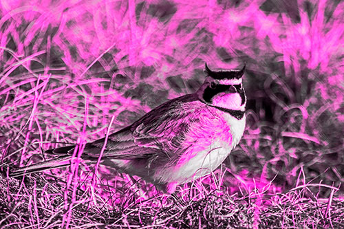 Eye Contact With A Horned Lark (Pink Tone Photo)