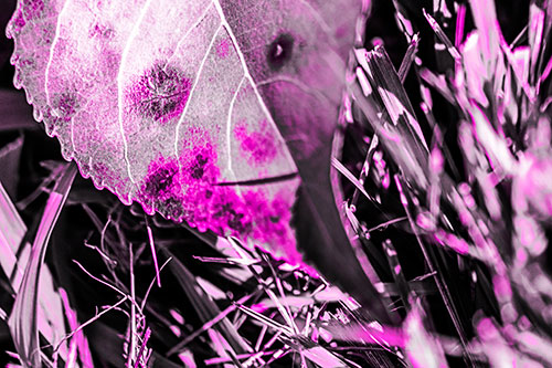 Eye Winking Shadow Smirking Leaf Face (Pink Tone)