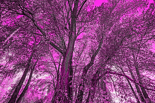 Fall Changing Autumn Tree Canopy Color (Pink Tone Photo)