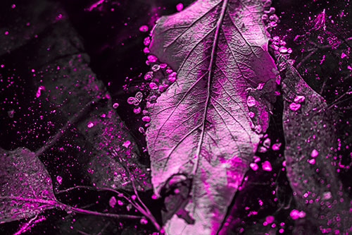 Fallen Autumn Leaf Face Rests Atop Ice (Pink Tone Photo)