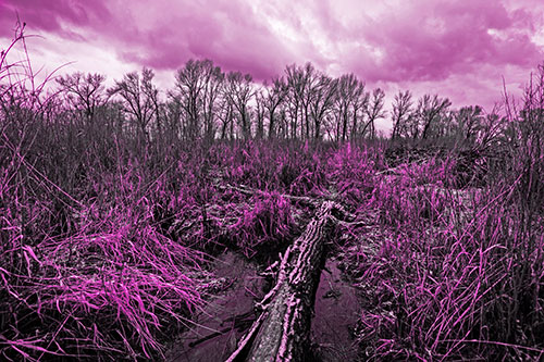 Fallen Snow Covered Tree Log Among Reed Grass (Pink Tone Photo)