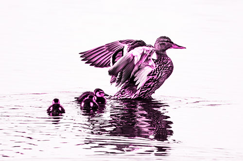 Family Of Ducks Enjoying Lake Swim (Pink Tone Photo)