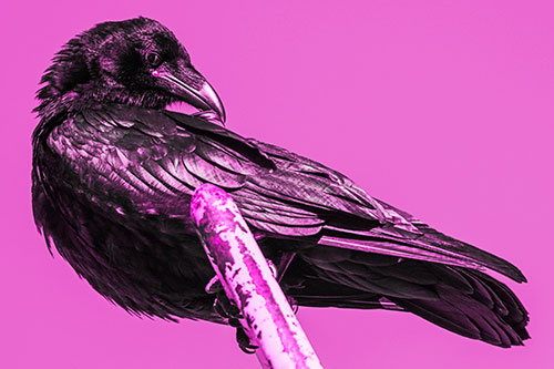 Feather Cleaning Raven Perched Atop Rusted Rail (Pink Tone)