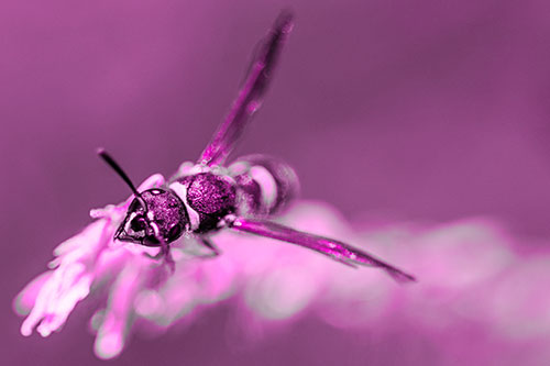 Feisty Wasp Gazes Upwards Among Plant Top (Pink Tone)