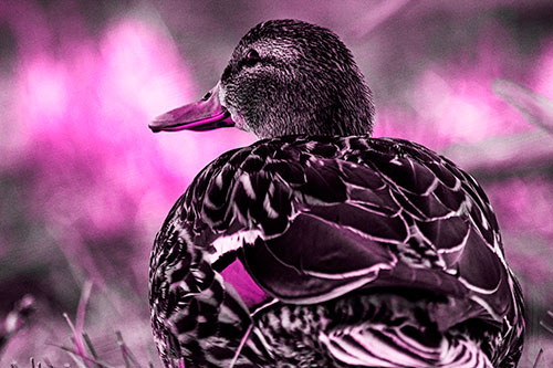 Female Mallard Duck Enjoying Sunset (Pink Tone Photo)