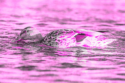 Female Mallard Duck Feasting Among River Water (Pink Tone)