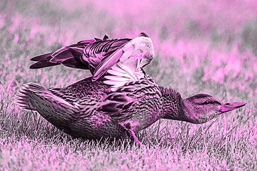 Female Mallard Duck Stretching Among Cut Grass (Pink Tone)