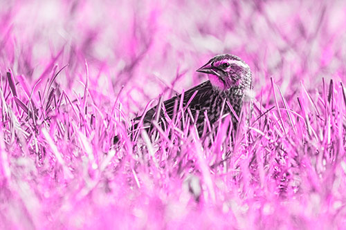 Female Red Winged Blackbird Taking Gander Among Grass (Pink Tone)