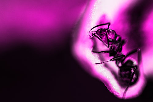 Fire Ant Milking Aphid Among Milkweed Leaf (Pink Tone)