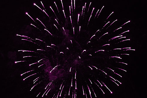 Firework Star Trails Vaporize Among Night Sky (Pink Tone Photo)