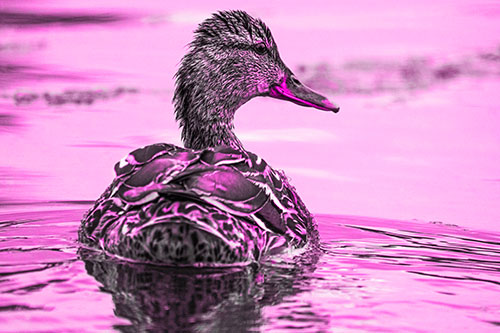 Floating Female Mallard Duck Glancing Sideways (Pink Tone Photo)