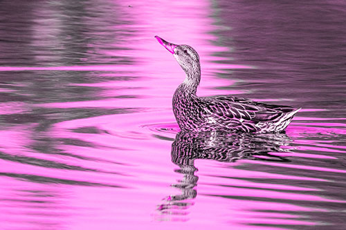 Floating Mallard Duck Watches Dragonfly Buzzing Above (Pink Tone)