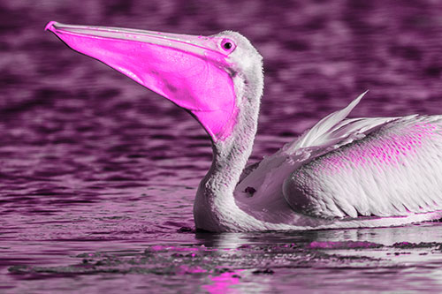 Floating Pelican Swallows Fishy Dinner (Pink Tone Photo)
