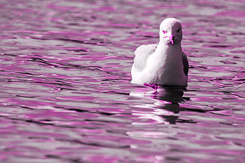 Floating Seagull Making Direct Eye Contact (Pink Tone)
