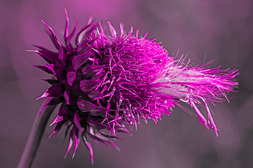 Fluffy Spiked Bug Eyed Thistle Face (Pink Tone Photo)