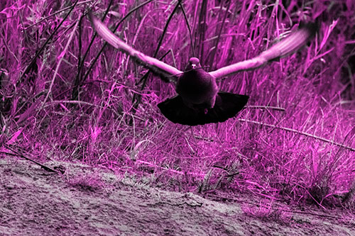 Flying Pigeon Collecting Nest Sticks (Pink Tone Photo)