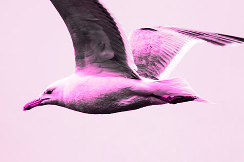 Flying Seagull Close Up During Flight (Pink Tone Photo)
