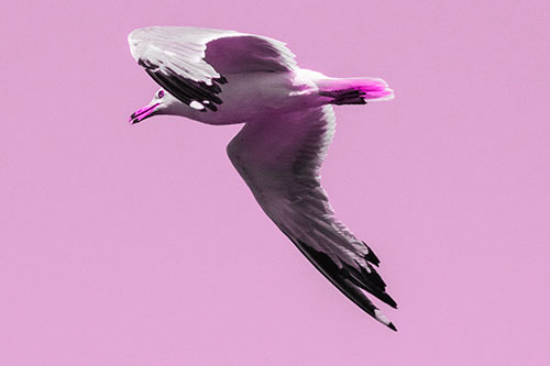 Flying Seagull Searching For Fishy Breakfast (Pink Tone)