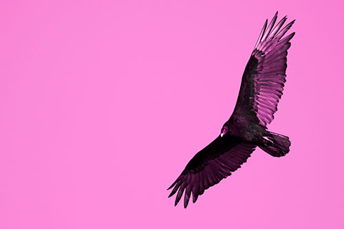 Flying Turkey Vulture Hunts For Food (Pink Tone Photo)