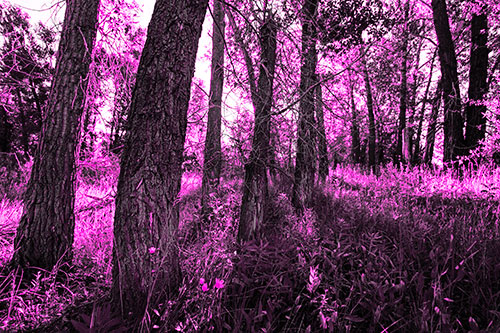 Forest Tree Trunks Blocking Sunlight (Pink Tone Photo)