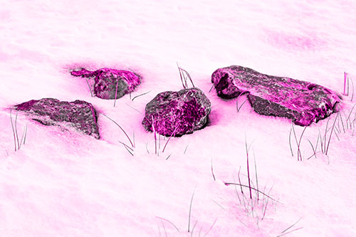 Four Big Rocks Buried In Snow (Pink Tone Photo)
