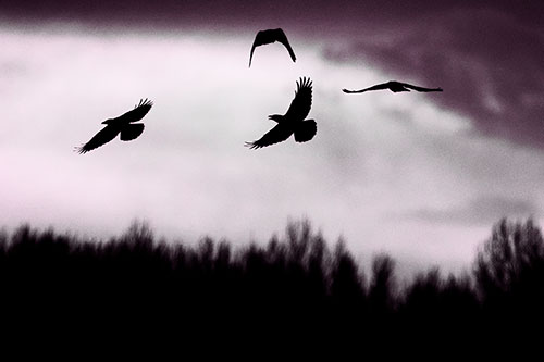 Four Crows Flying Above Trees (Pink Tone Photo)